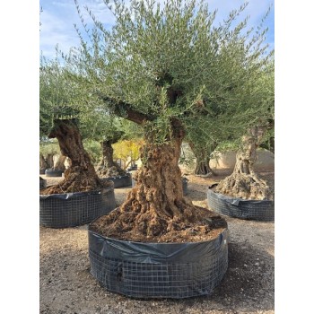 Olea Bonsai Lechin CTM XL